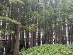 -东湖落雁景区