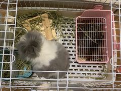 -宠物兔专门店(天丰利市场店)