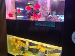 -中环花鸟鱼虫市场