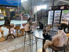 -more than meow吴止猫主题餐厅(承德 中船汇店)