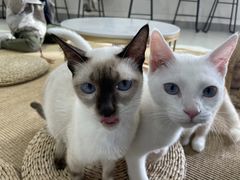 -Heymao猫咖.咖啡厅(东门店)