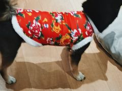 -青石桥花鸟鱼虫市场(叠翠城店)