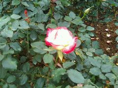 -人民公园(罗湖区)