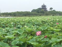 -上海海湾国家森林公园