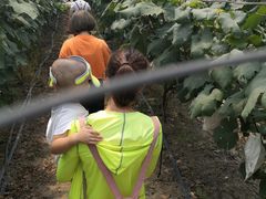 -马陆小张葡萄园农家乐