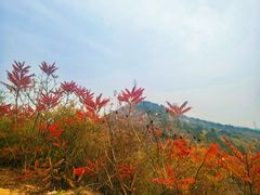 -白水寺森林公园
