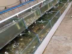 -海岸风情蒸汽海鲜自助餐厅(家宴金手勺店)