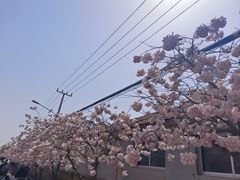 -莱阳濯村樱花园