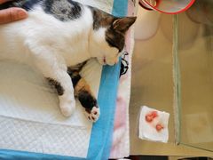 -瑞派长江宠物医院·猫科·外科·24小时夜护(谊城公寓分院)