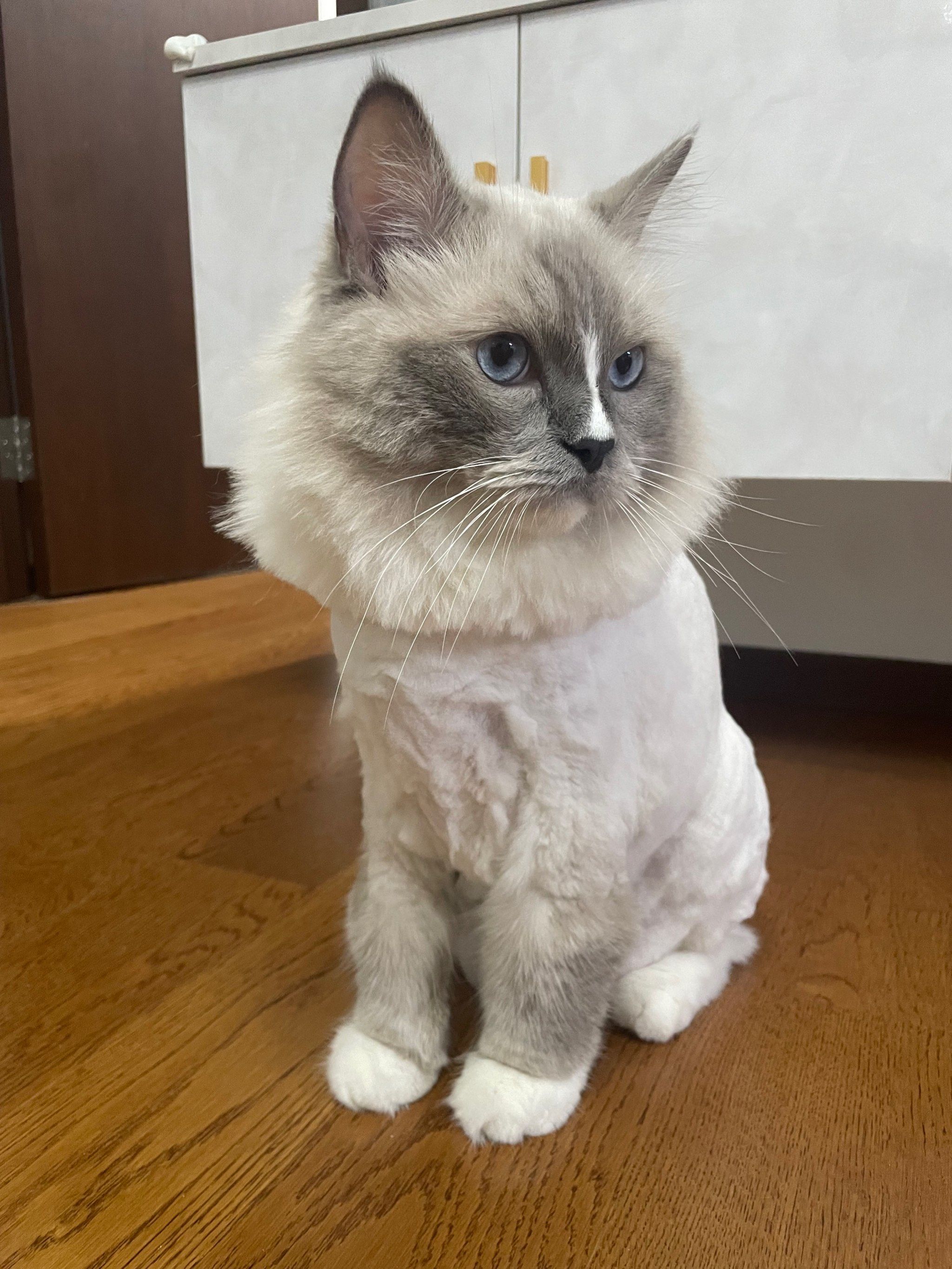 猫咪剃毛