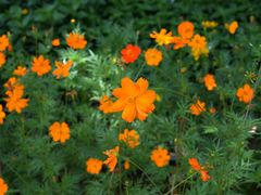 -荔枝公园(福田区)