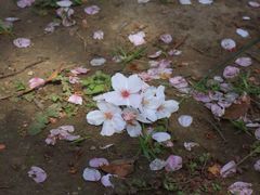 -高东镇樱花园