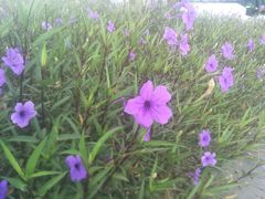 -阿田大虾(林达奥特莱斯店)