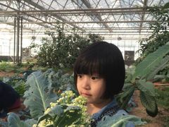 -小慧大桃观光采摘园