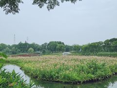 -金银湖国家城市湿地公园