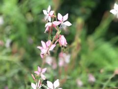 -桤木河湿地公园