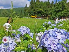-武陵山森林公园