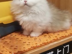 -欣宠猫屋·矮脚拿破仑·蓝金金渐层