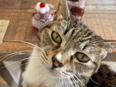 -海边的猫和咖啡馆