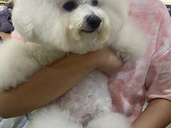 -贵族宠物·宠物美容(三阳路店)