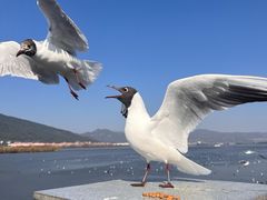 -滇池海埂公园