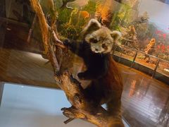 -陕西自然博物馆