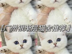 -lincat·猫舍(广州店)