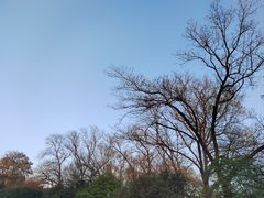 -上海共青森林公园