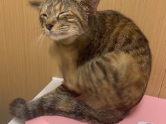 -瑞派康怡24h宠物医院·犬猫医疗中心·微创绝育(瑞景分院)