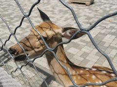 -长白岛森林公园