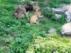 -石家庄市动物园