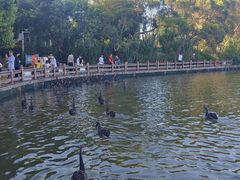 -五缘湾湿地公园