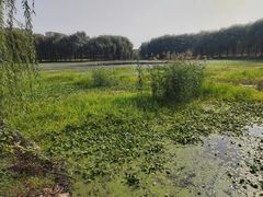 -东坝千亩湖公园