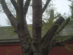 -西安市广仁寺