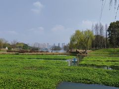 -洋湖国家湿地公园