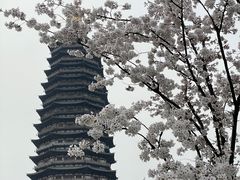 -红梅公园