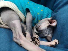 -糯米喵星人·撸猫猫舍咖啡馆(西市场嘉华店)