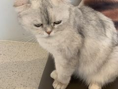 -飞行喵MR PILOT|猫舍·猫咖(静安大融城店)