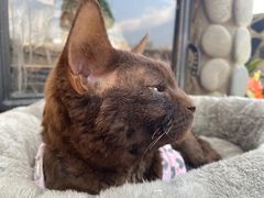 -喵屿·大理花园猫咖