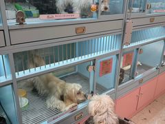 -FAELING PETS美天灵宠物(合生汇店)
