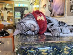 -平行世界·猫咖(首经贸店)