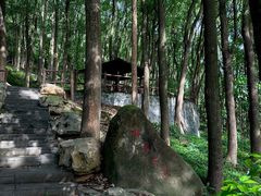 -铁山坪森林公园