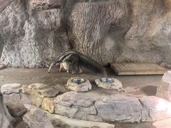 -深圳野生动物园