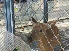 -长白岛森林公园