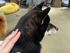-逗柴咖啡屋·狗咖猫咖宠物桌游