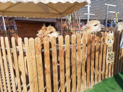 -萌宠亲子动物乐园(槐房万达店)