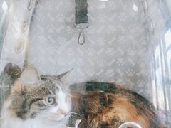 -纳吉亚猫专科动物医院博雅分院