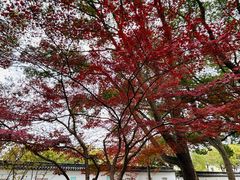 -秋霞圃