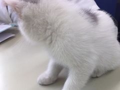 -瑞派动物医院·猫专科·至诚(江南中分院)