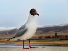 -青海湖国家重点风景名胜区